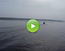 Latrex laivas video